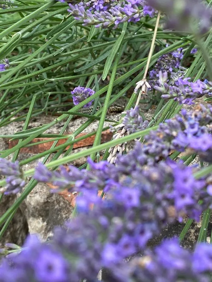 Alloggio in famiglia Le Hameau Des Lucioles Appartamento Mouans-Sartoux